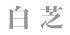 白芝